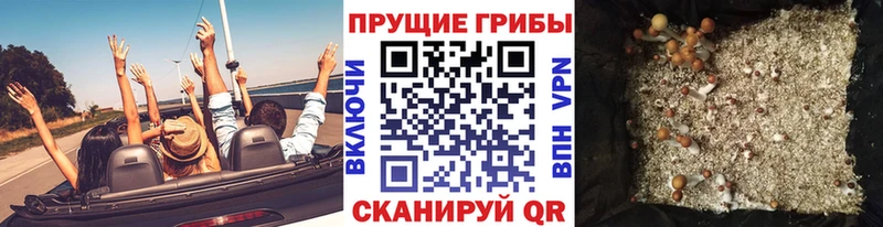 Купить  Мичуринск  Псилоцибиновые грибы Psilocybe 